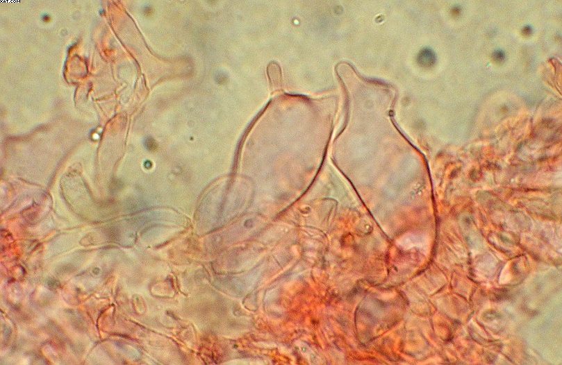 Coprinopsis strossmayeri (Schulzer) Redhead et al.